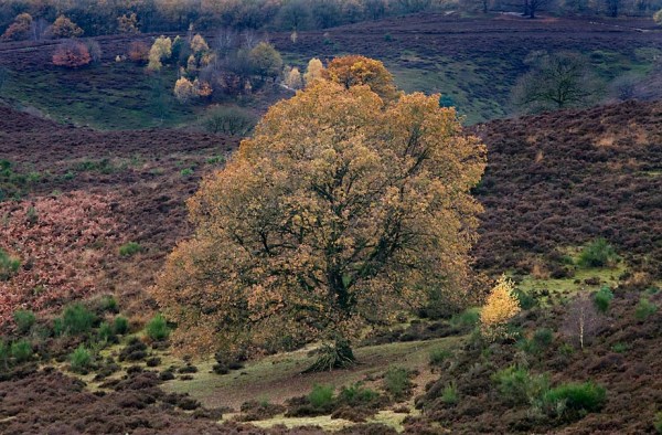 Posbank, Nationaal Park Veluwezoom