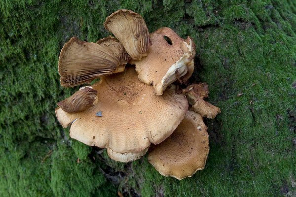 Zwam, Nationaal Park Veluwezoom