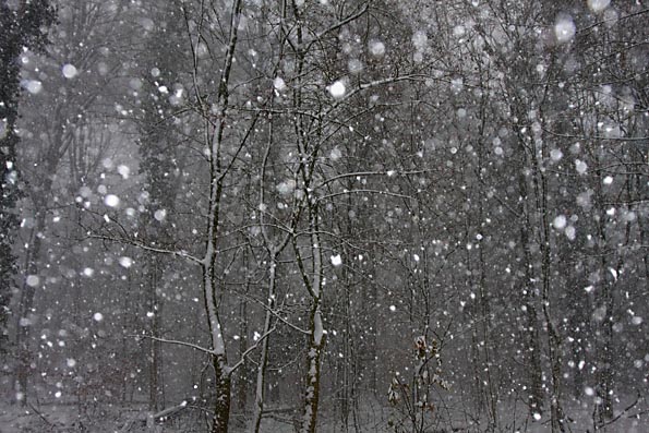 Sneeuw in Amelisweerd