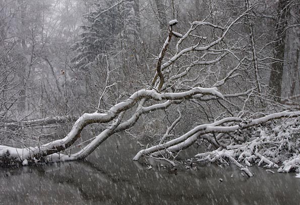 Sneeuw in Amelisweerd