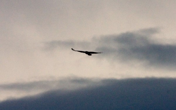 Foto van een Buizerd