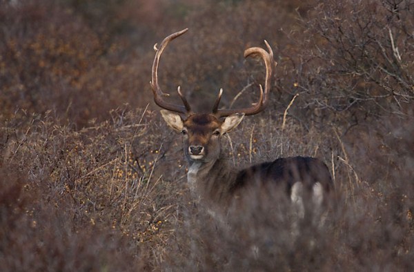 Foto van een Damhert, Amsterdamse Waterleidingduinen