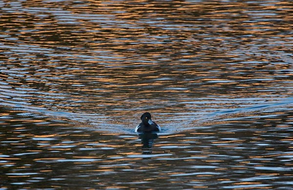 Foto van een Kuifeend, Amsterdamse Waterleidingduinen