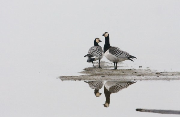 Foto van Brandganzen, Prunje, Nationaal Park Oosterschelde