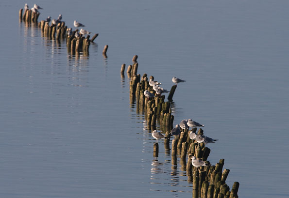 Foto van meeuwen in de haven van Den Oever