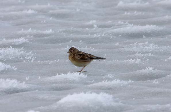 Foto van een Graspieper