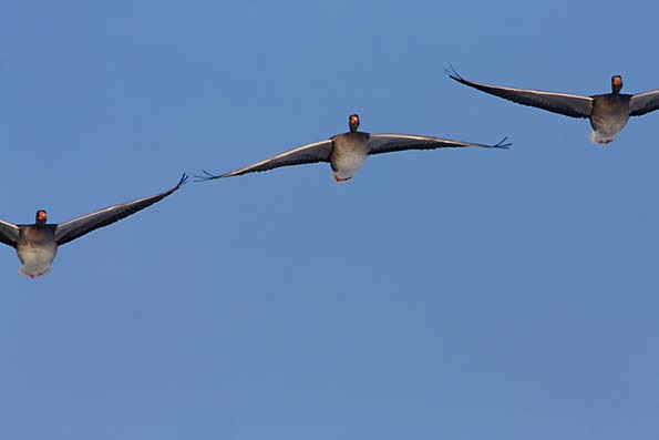 Foto van Grauwe GAnzen