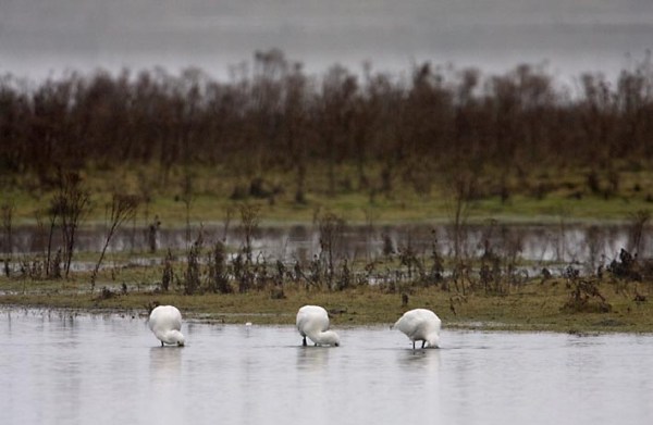 Foto van Lepelaars, Prunje, Nationaal Park Oosterschelde