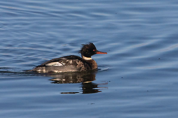 Foto van een Middelste Zaagbek, Den Oever