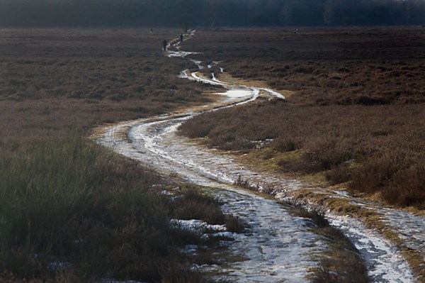 Foto van een pad op de Westerheide, Hilversum