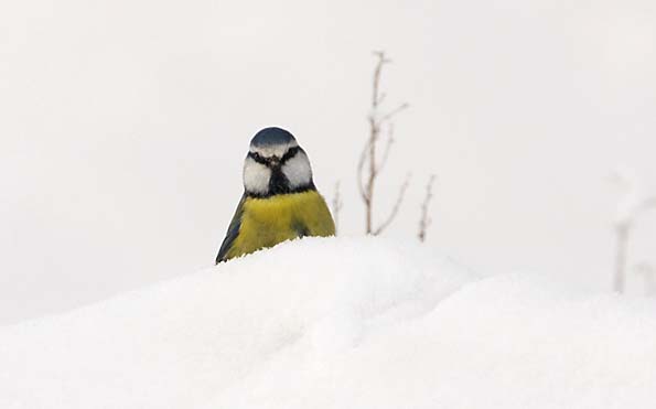 Foto van een Pimpelmees in de sneeuw