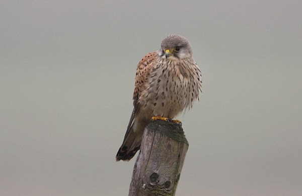 Foto van een Torenvalk, Prunje, Nationaal Park Oosterschelde