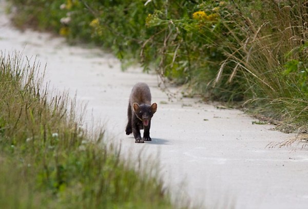 Foto van een Boommarter