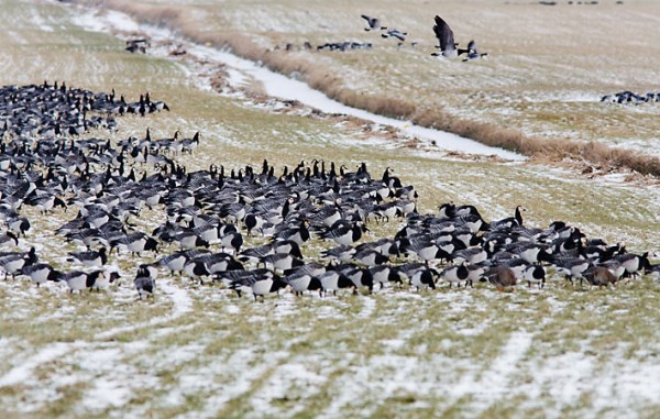 Foto van Brandganzen