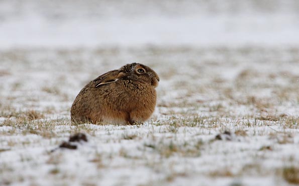 haas3911 Foto van een Haas, Arkemheen, Nijkerk