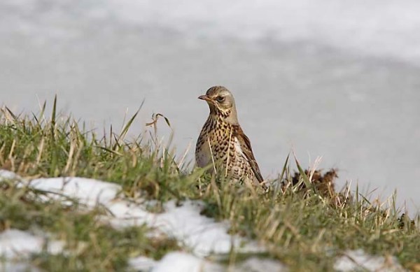 Foto van een Kramsvogel
