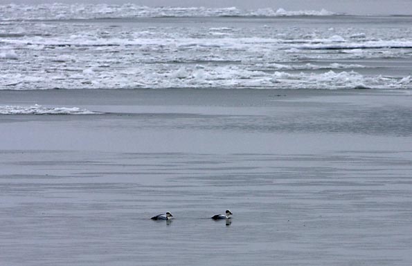 nonnetjes3877 Foto van Nonnetjes bij de Houtribsluizen, Markermeer