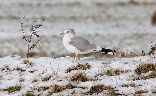 Foto van een Stormmeeuw