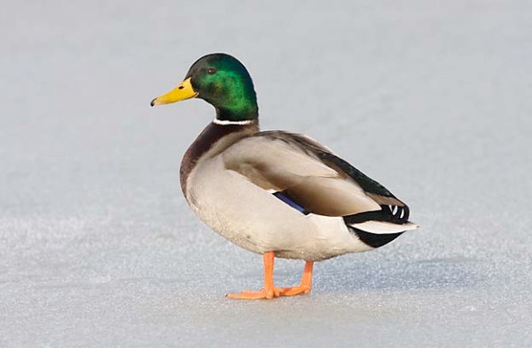 Foto van een Wilde Eend