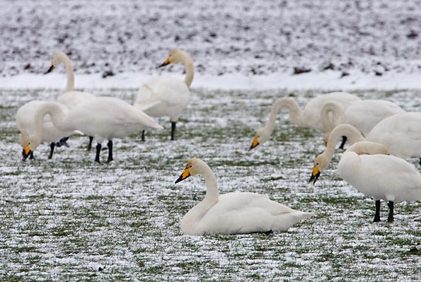 wilde_zwanen3835 Foto van Wilde Zwanen