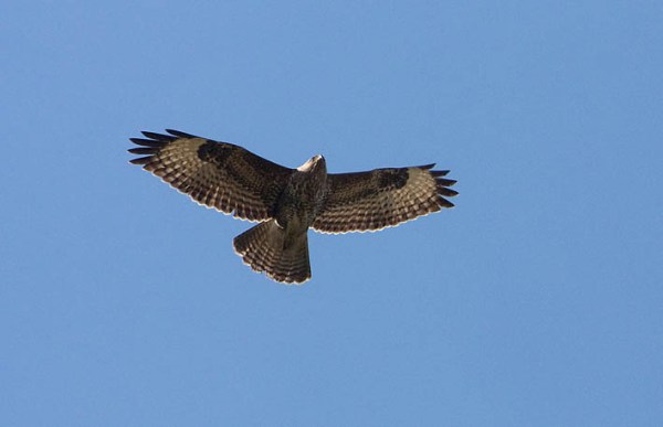Foto van een Buizerd, Eemland