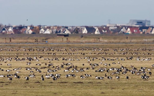 Foto van Brandganzen in Eemland
