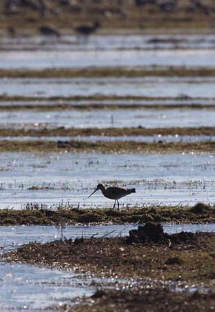Foto van een Grutto, Eemland