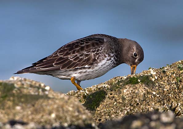 Foto van een Paarse Strandloper, Brouwersdam