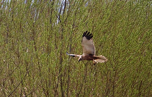 Foto van een Bruine Kiekendief, Eempolder