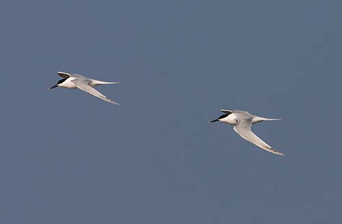 Foto van Grote Sterns, Texel