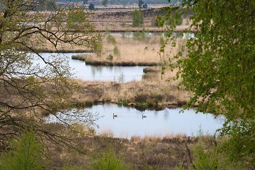 Foto van Nationaal Park de Maasduinen