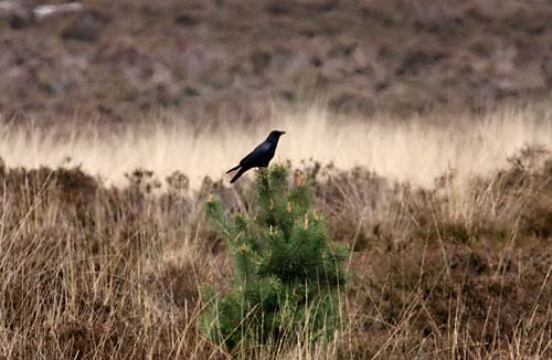 Foto van een Zwarte Kraai, Nationaal Park de Maasduinen
