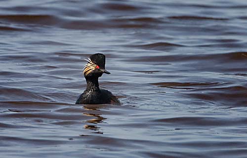 Foto van een Geoorde Fuut