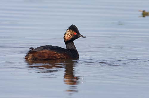 Foto van een Geoorde Fuut