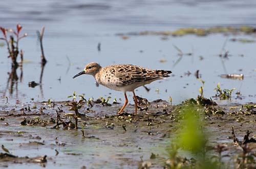 Foto van een Kemphaan, Groene Jonker