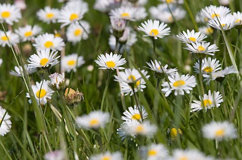 Foto van Madeliefjes in Nationaal Park de Biesbosch