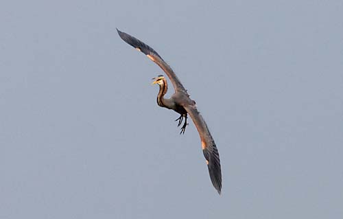 Foto van een Purperreiger in de Zouweboezem