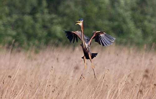 Foto van een Purperreiger in de Zouweboezem