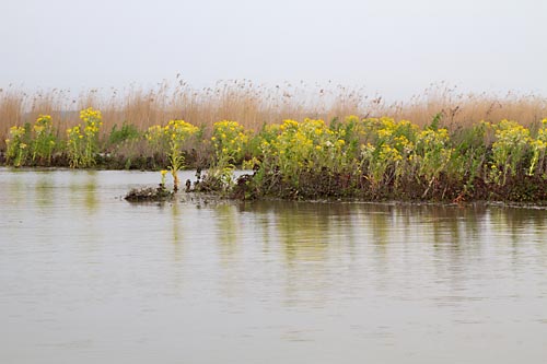 Foto van natuurgebied Harderbroek, Flevoland