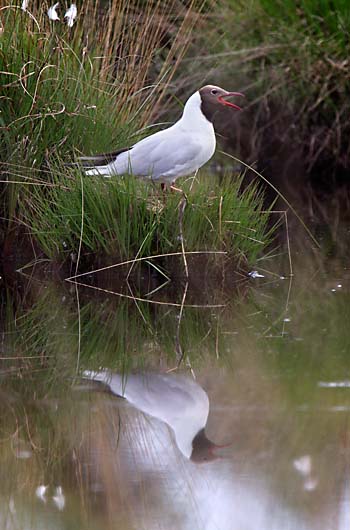 Foto van een Kokmeeuw, Haaksbergerveen