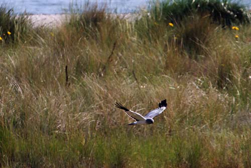 Foto van een Blauwe Kiekendief