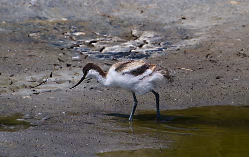Foto van een kLuut, kuiken
