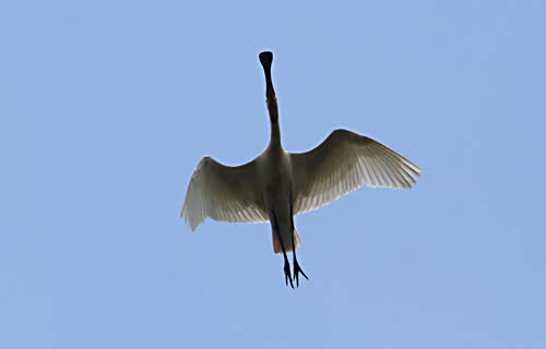Foto van een Lepelaar boven de Oostvaardersplassen