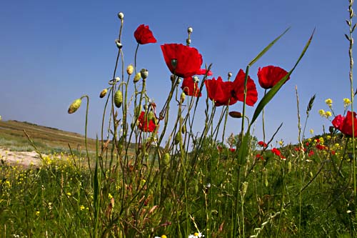 Foto van Klaprozen in natuurgebied de Slufter