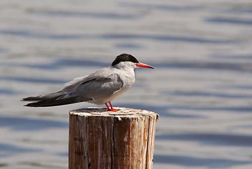visdief9911 Foto van een Visdief, Vogelplas Starrevaart