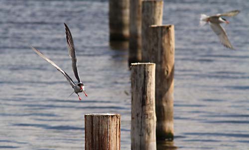 visdiefjes9903 Foto van Visdiefjes, Vogelplas Starrevaart