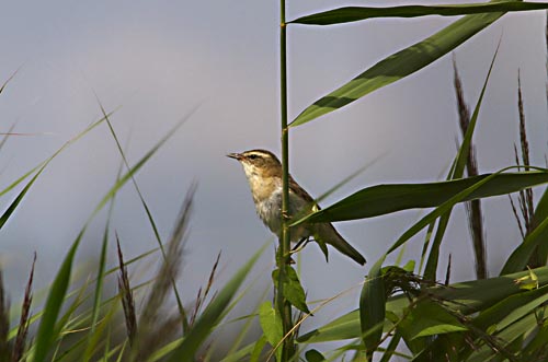 Foto van een Rietzanger, Nationaal Park Weerribben-Wieden