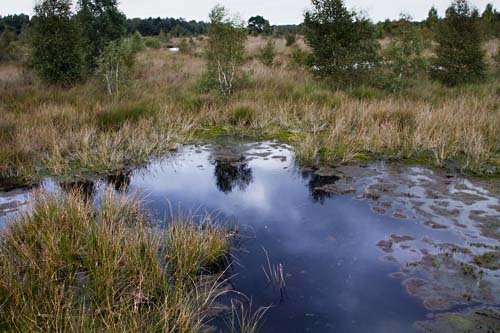 Foto van Nationaal Park de Groote Peel