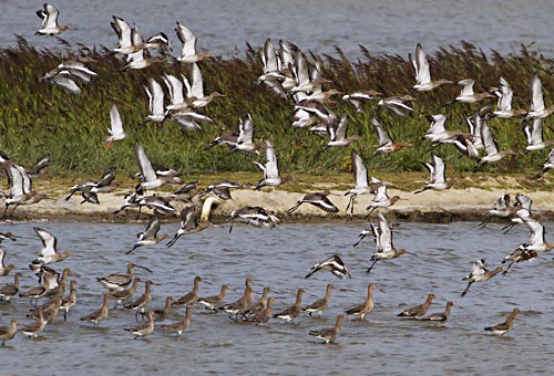 Foto van Grutto's in Inlaag 2005