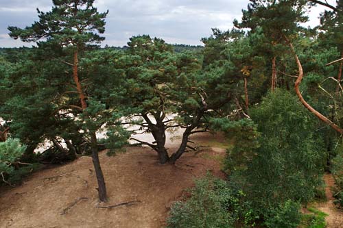 kootwijkerzand0836 Foto van het Kootwijkerzand